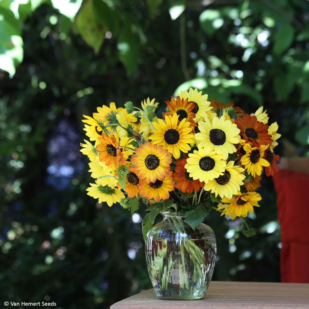 Sunflower Soluna Mix seeds - Helianthus annuus