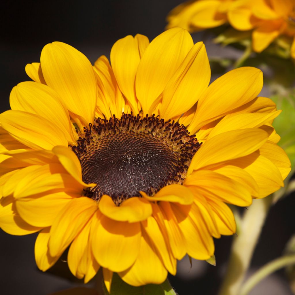 Helianthus annuus Soraya seeds - Annual sunflower