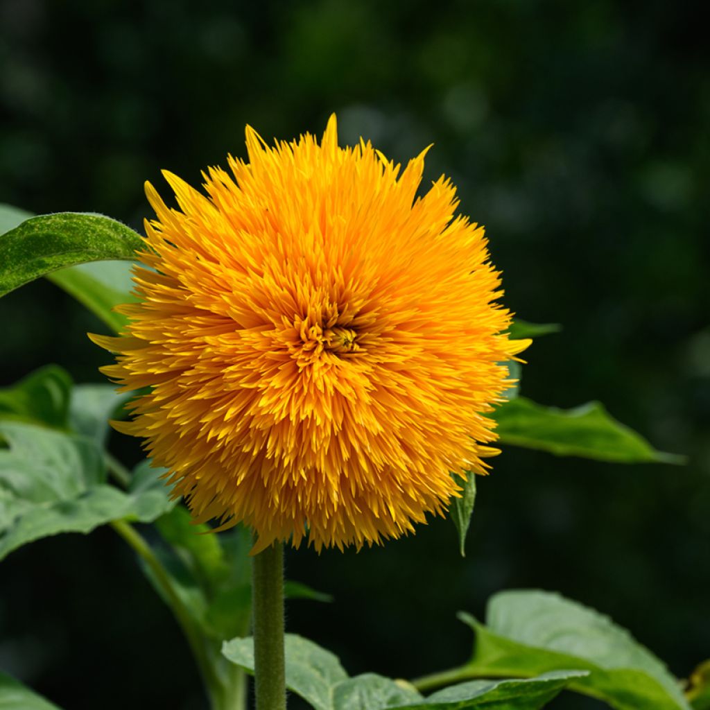 Sunflower Teddy Bear Seeds - Helianthus annuus