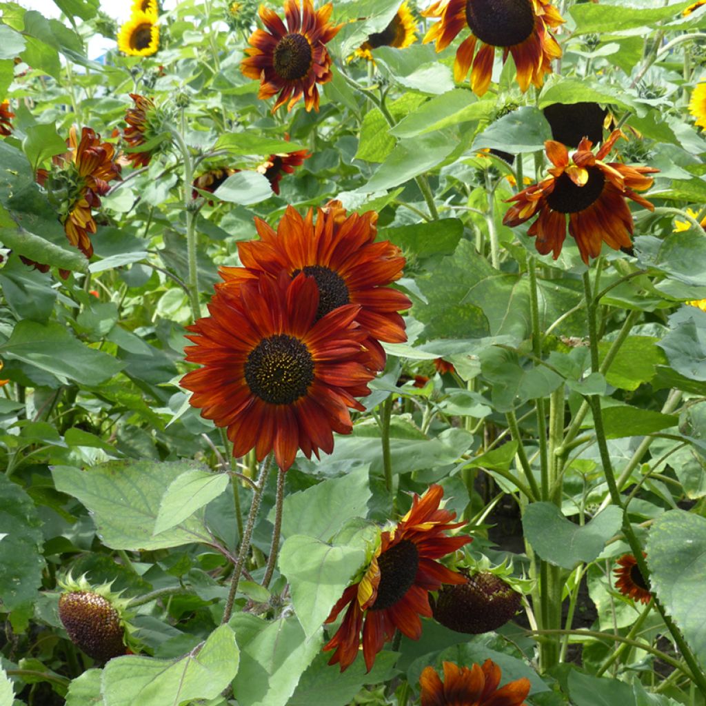 Sunflower Velvet Queen Seeds - Helianthus annuus