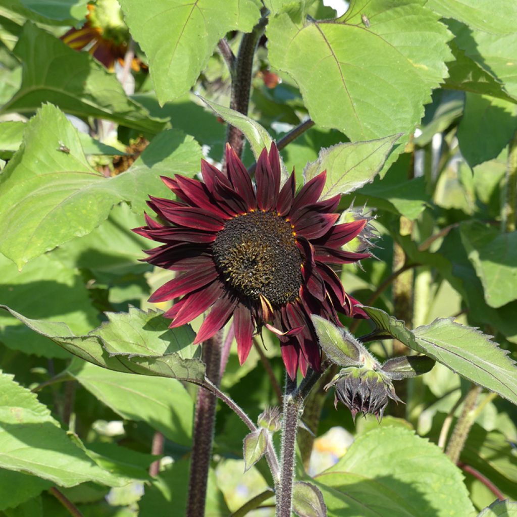 Sunflower Velvet Queen Seeds - Helianthus annuus