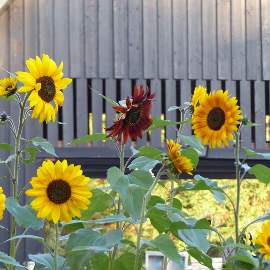 Sunflower Autumn Beauty Mix Seeds - Helianthus annuus