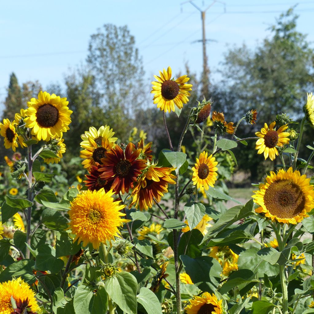 Sunflower Inca Empire Mix Seeds - Helianthus annuus