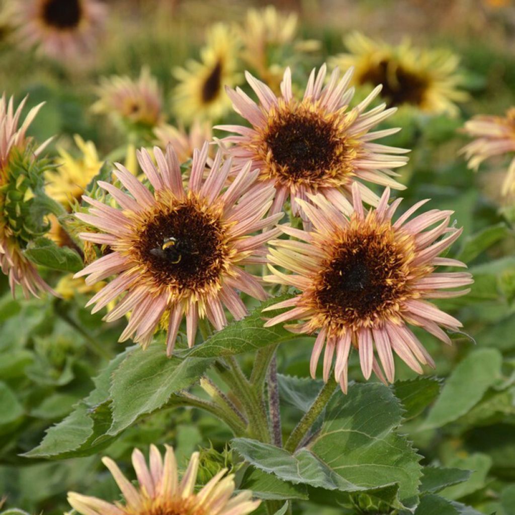 Helianthus annuus Astra Rose - Grand,soleil, soleil des jardins, soleil commun, graine à perroquet, hélianthe.