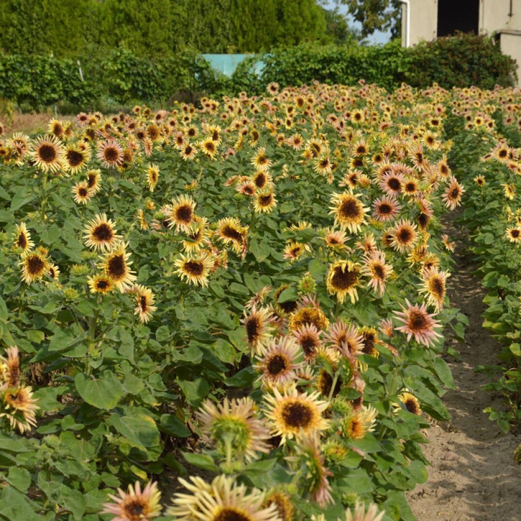 Helianthus annuus Astra Rose - Grand,soleil, soleil des jardins, soleil commun, graine à perroquet, hélianthe.