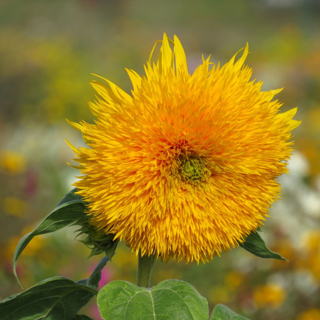 Sunflower Sungold Seeds - Helianthus annuus