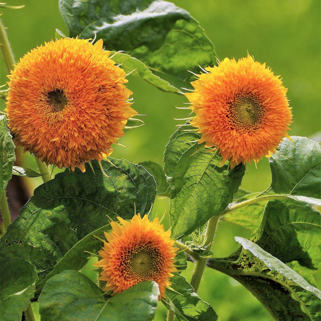 Sunflower Gummy Bear seeds - Helianthus annuus