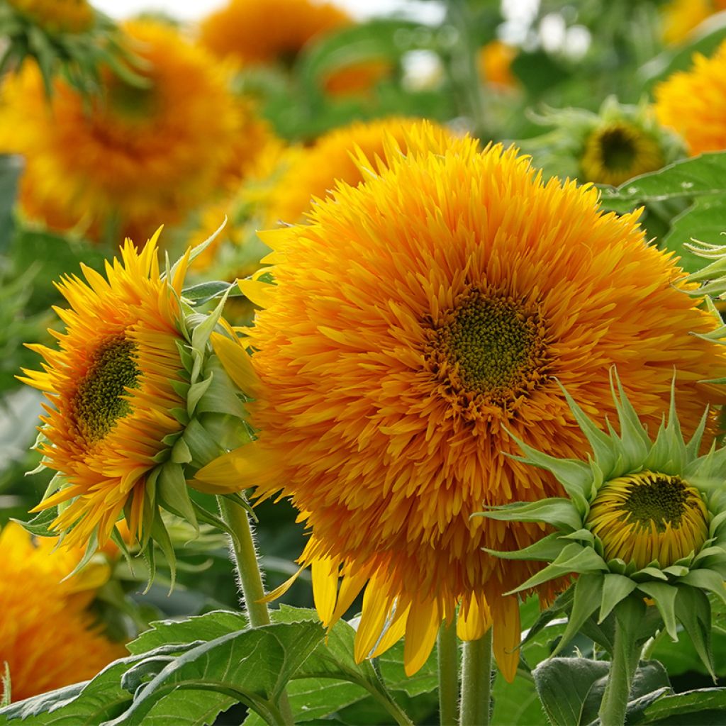 Sunflower Gummy Bear seeds - Helianthus annuus