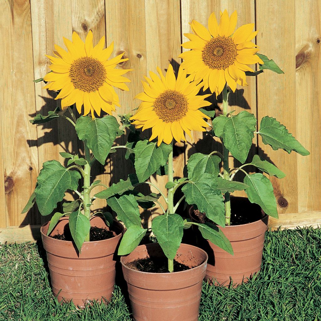 Helianthus Paquito - Sunflower seeds