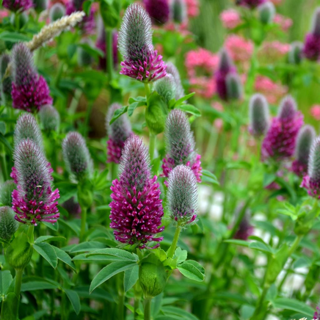 Trifolium rubens Seeds - Ruddy clover