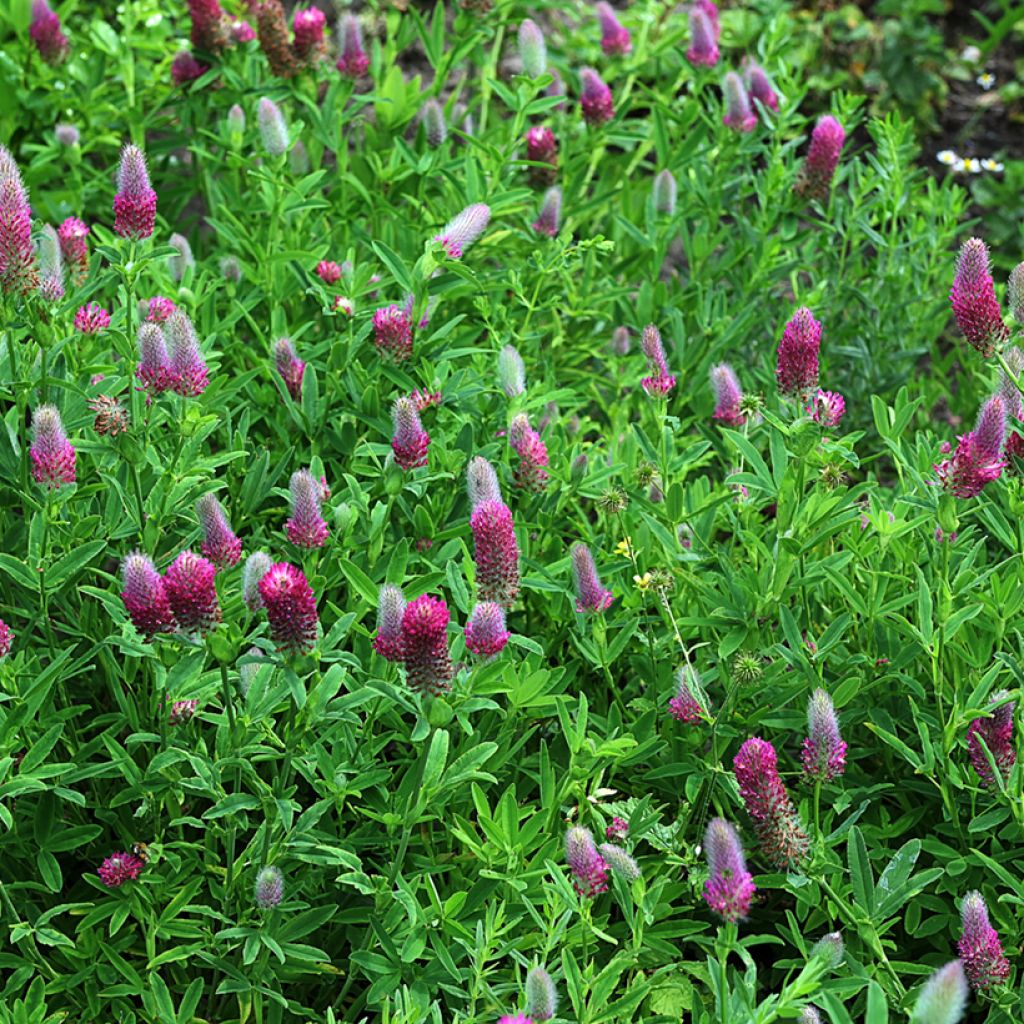 Trifolium rubens Seeds - Ruddy clover