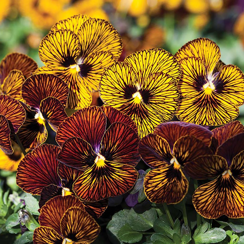 Viola Tiger Eye Mix Seeds - Horned Pansy