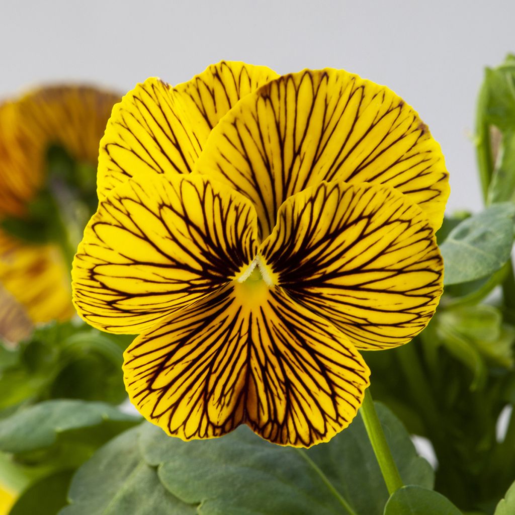 Viola Tiger Eye Yellow Seeds - Horned Pansy