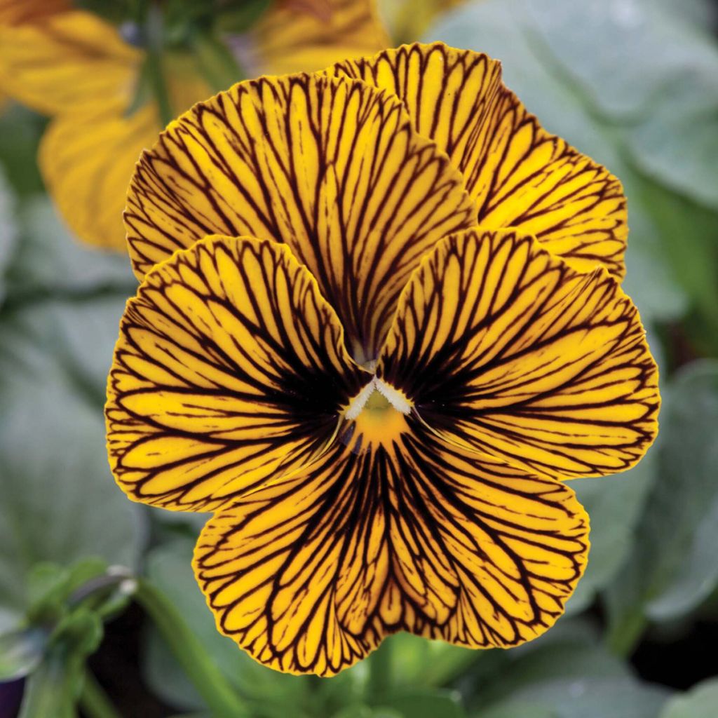 Viola Tiger Eye Yellow Seeds - Horned Pansy