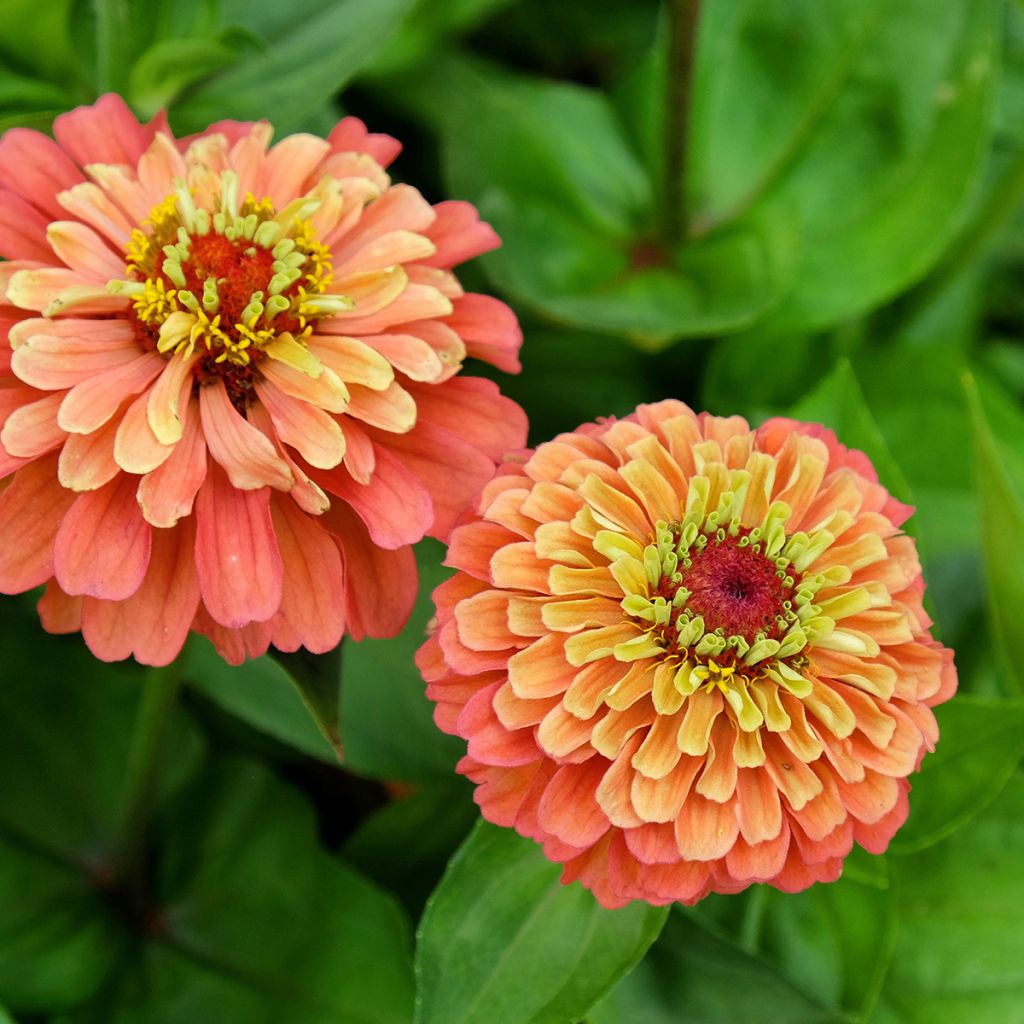 Zinnia elegans Queen Lime Orange