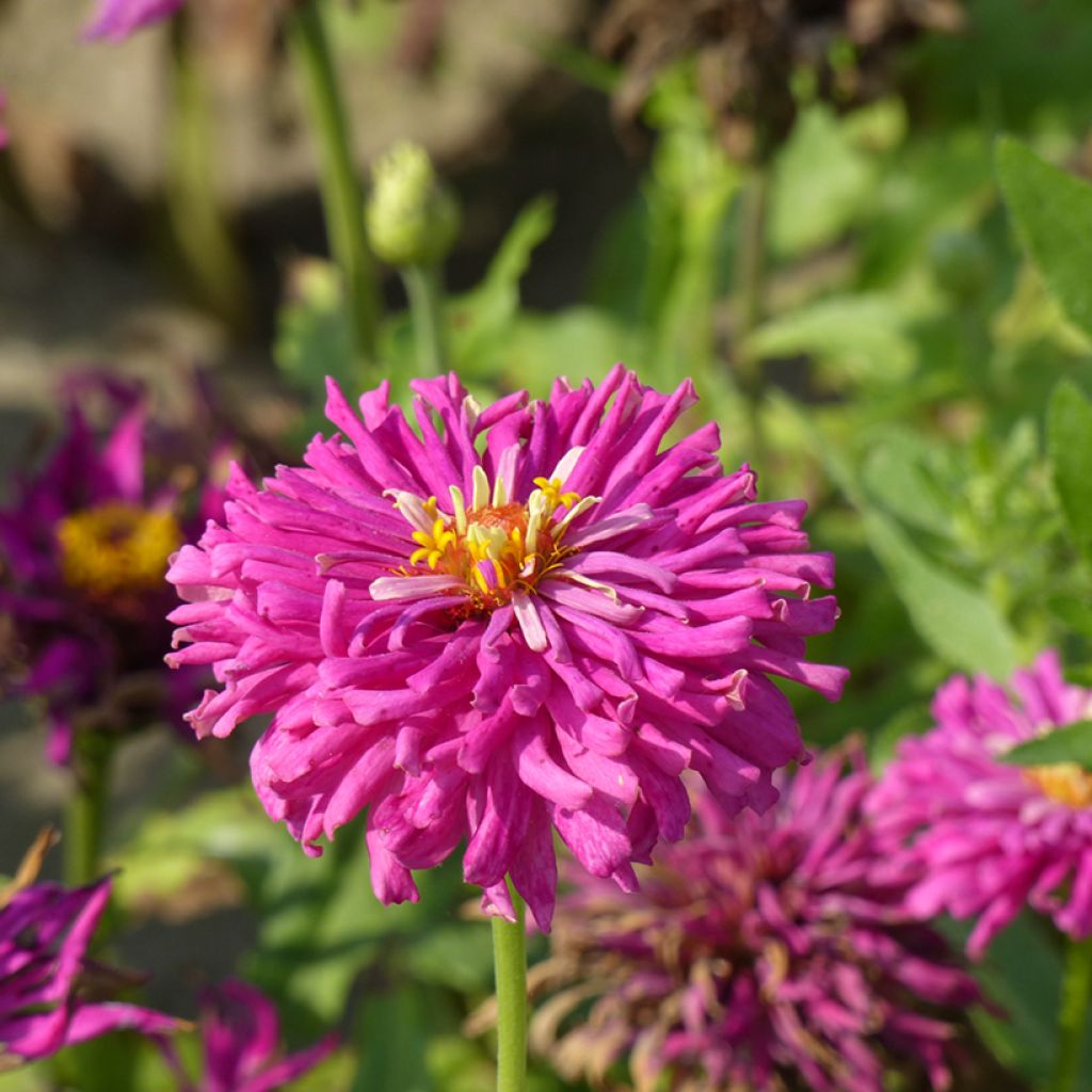 Zinnia elegans Lilac Empress seeds