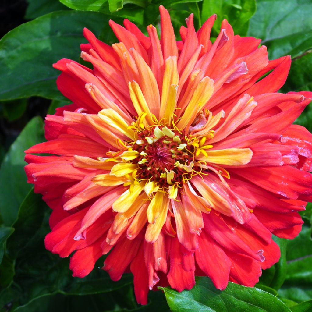 Zinnia elegans Señora seeds