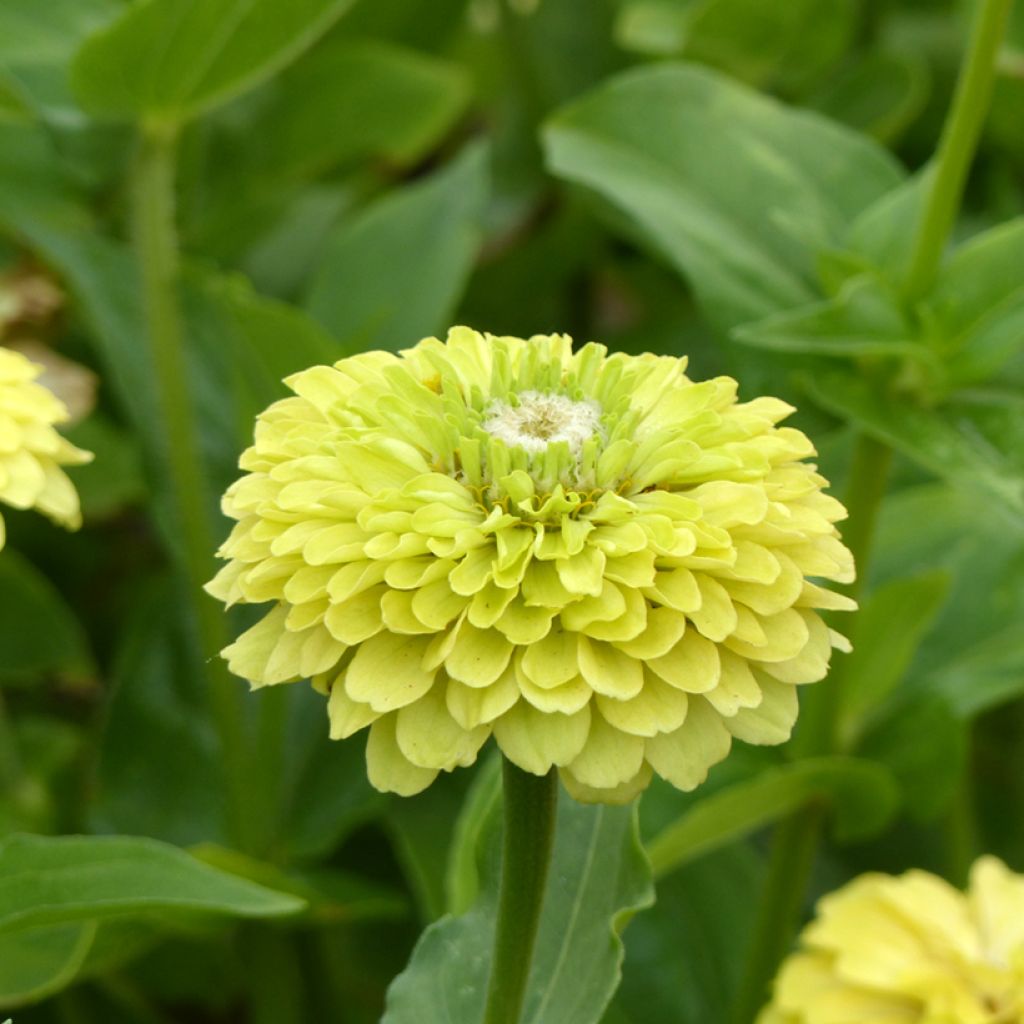 Zinnia elegans Envy Double Seeds