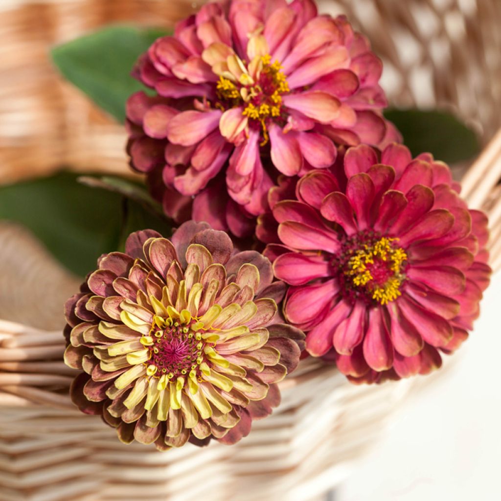 Zinnia elegans Queen Red Lime Seeds