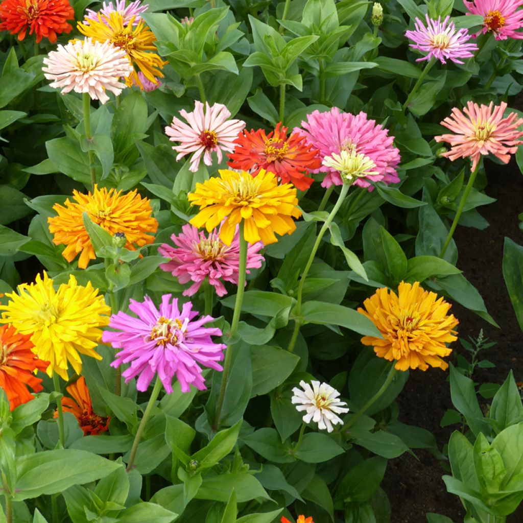 Zinnia elegans Burpeeana Chrysanthemum Flowered Mixed Seeds