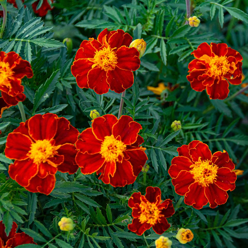 French marigold Burning Embers - Tagetes patula seeds