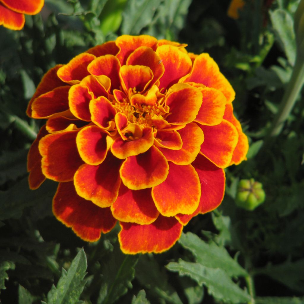 French marigold Queen Sophia - Tagetes patula seeds