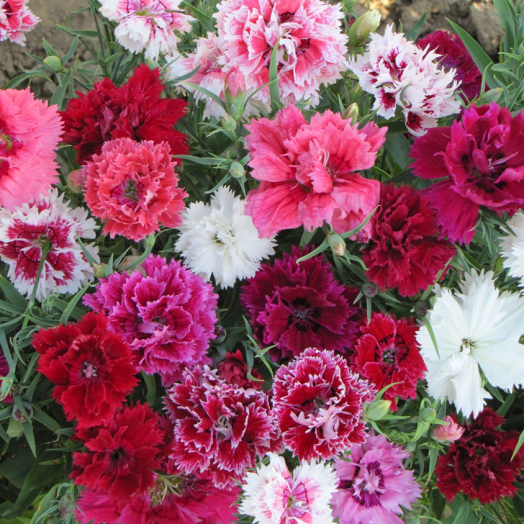 Dianthus chinensis Imperial Mix seeds - China Pink