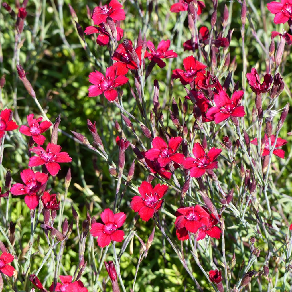 Dianthus deltoides Flashing Lights - seeds