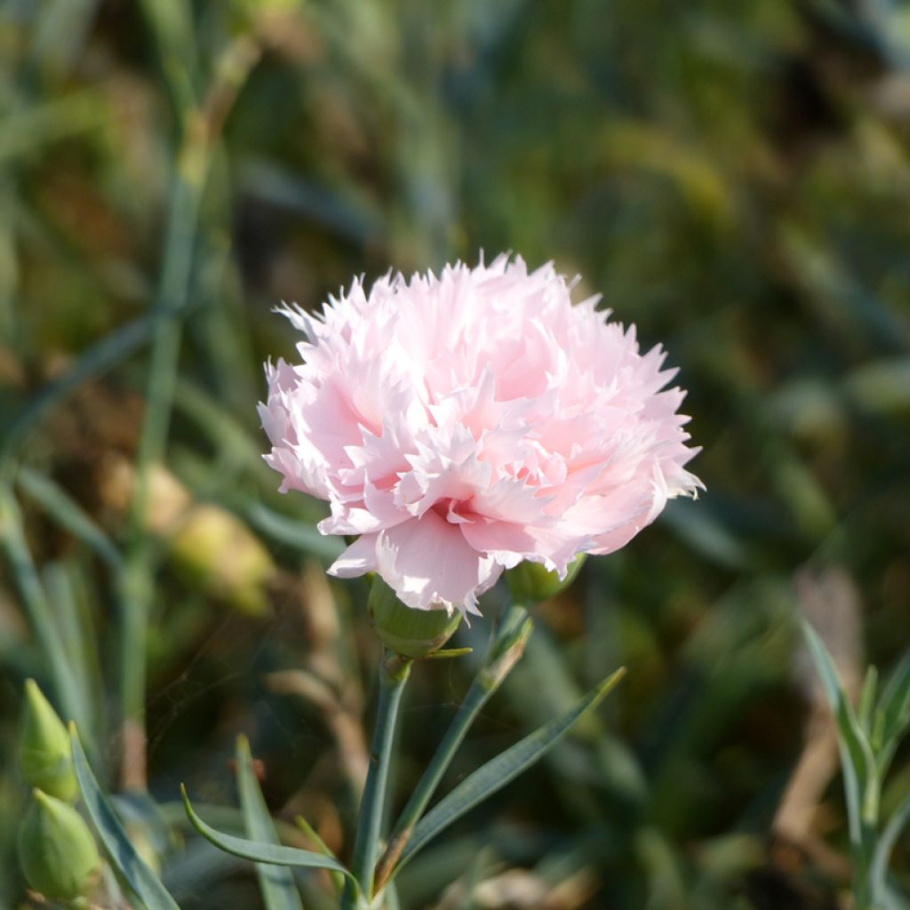 Dianthus caryophyllus Chabaud La France seeds - carnation