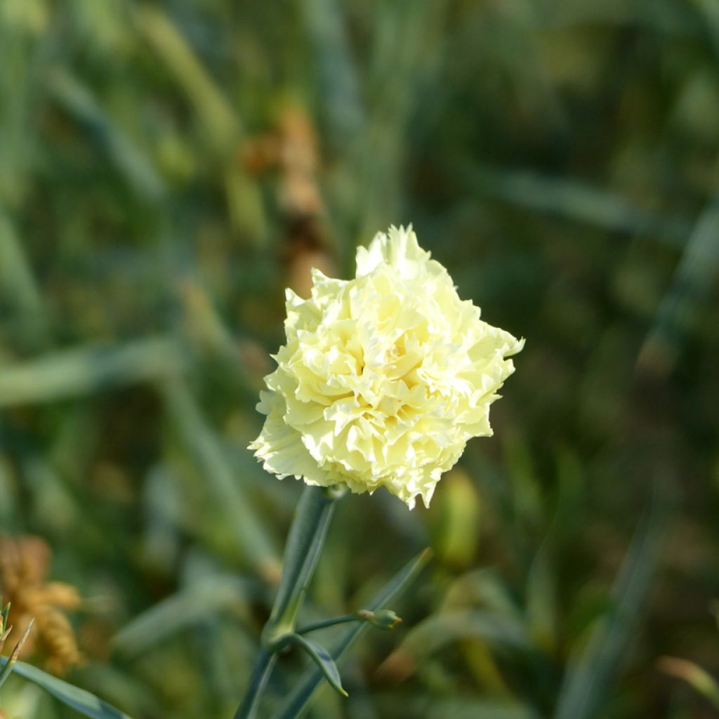 Dianthus caryophyllus Marie Chabaud seeds - carnation