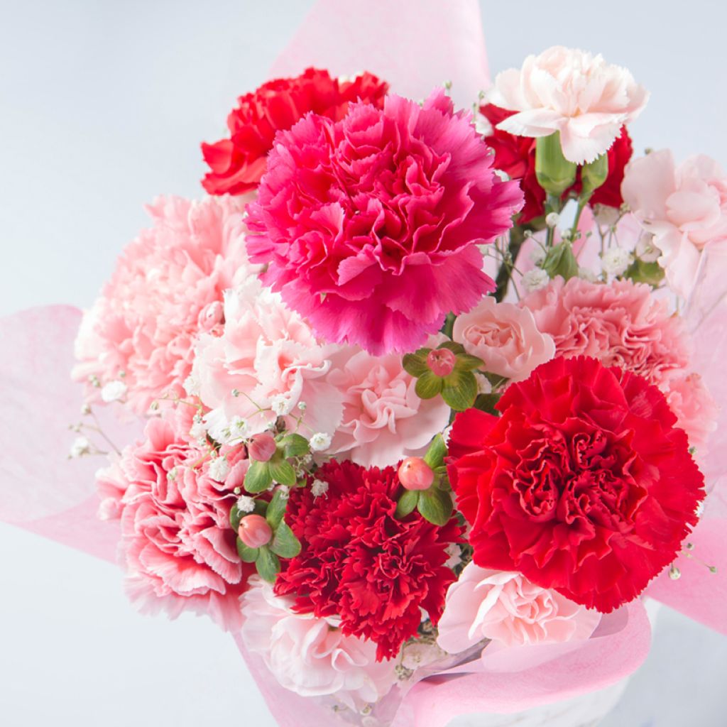 Dianthus caryophyllus Triumph Mix seeds - Florists' carnation, border carnation