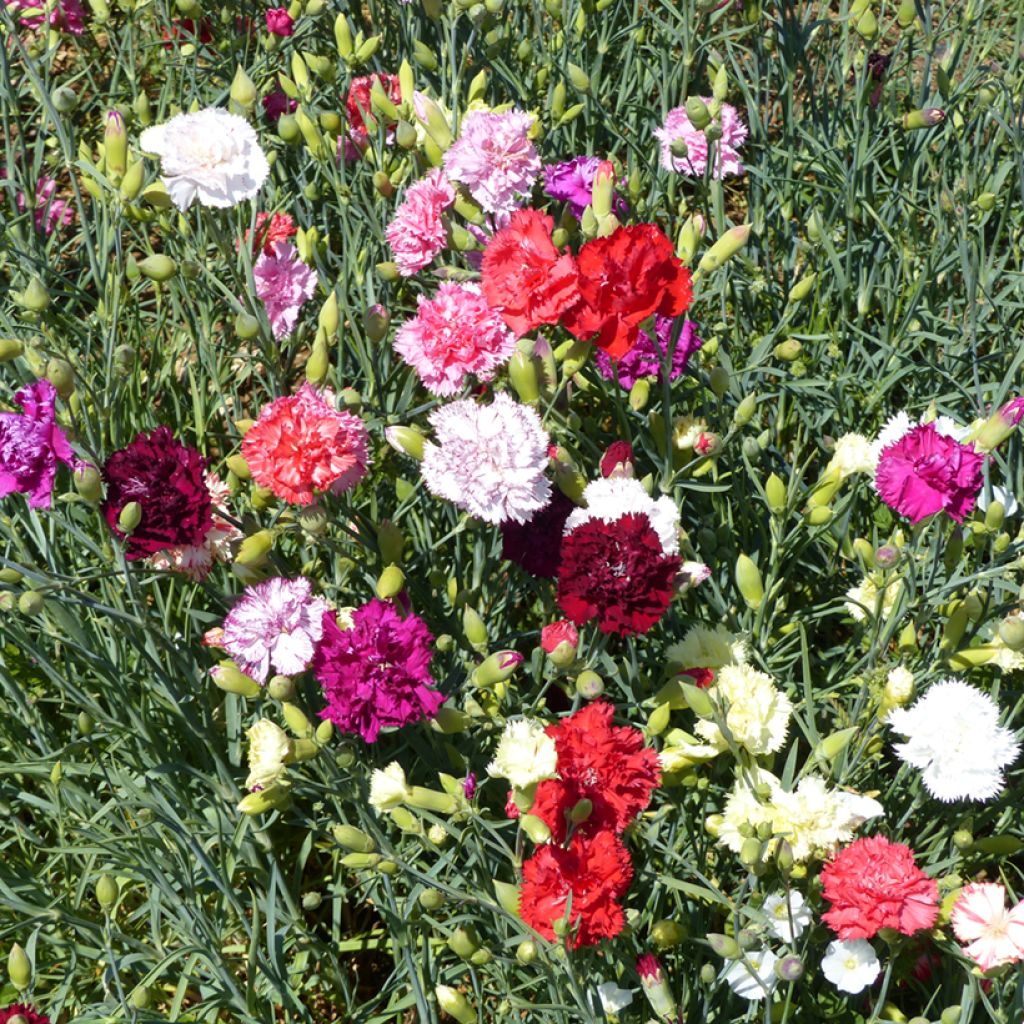 Florists Carnation Giant Chabaud Mixed Seeds - Dianthus caryophyllus