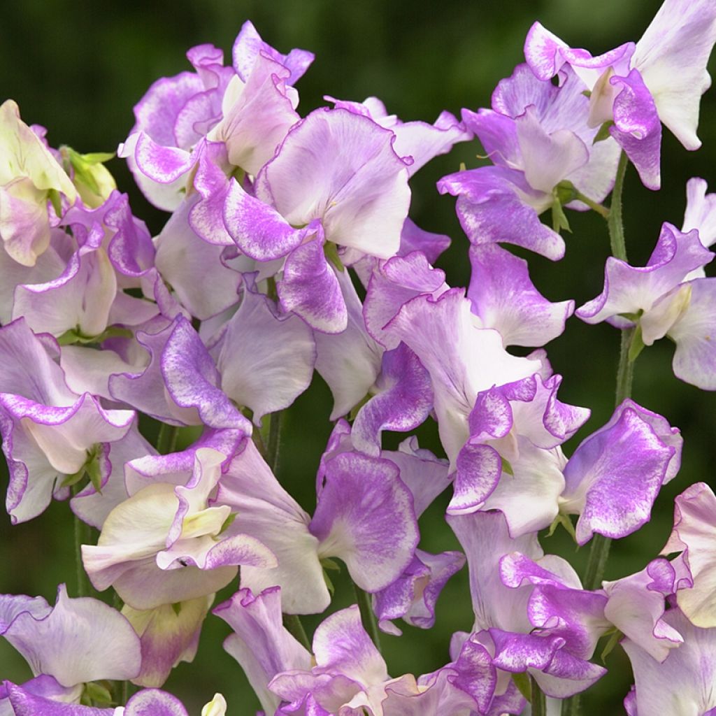 Lathyrus odoratus Pulsar seeds - Sweet pea