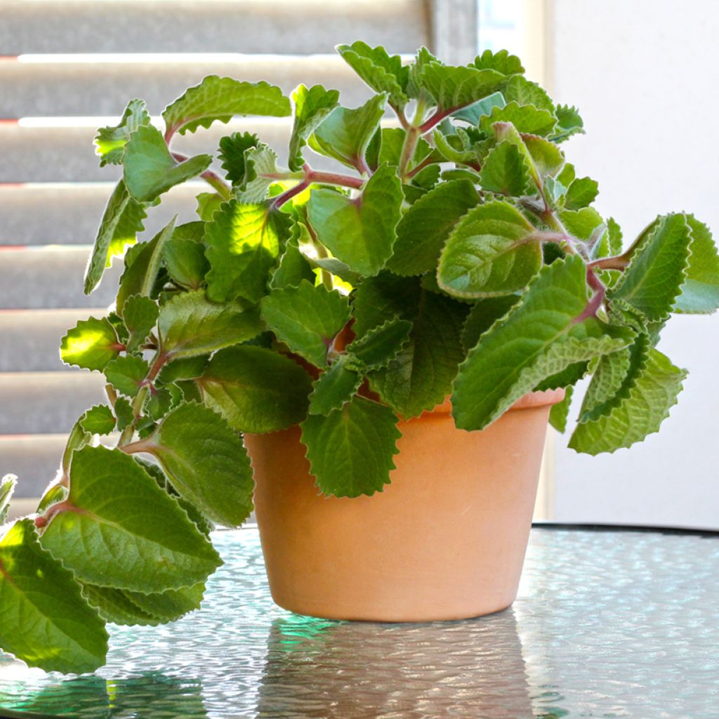 Mexican mint - Plectranthus amboinicus