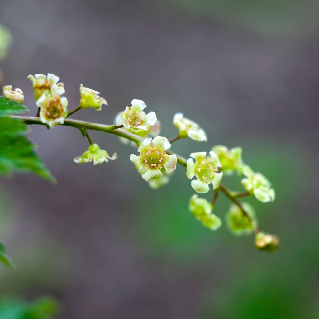 Redcurrant Jonkheer van Tets - Ribes rubrum