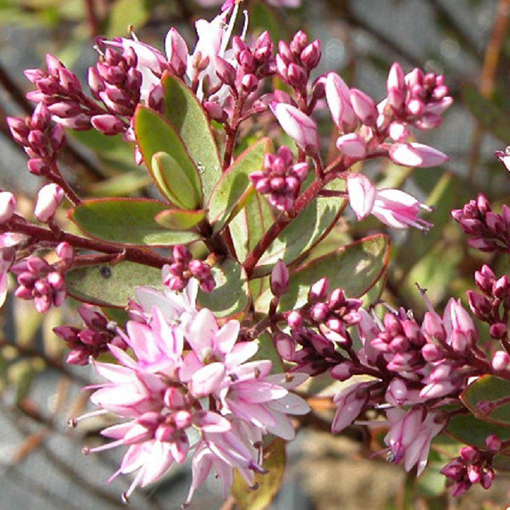 Hebe Pink Paradise - Shrubby Veronica