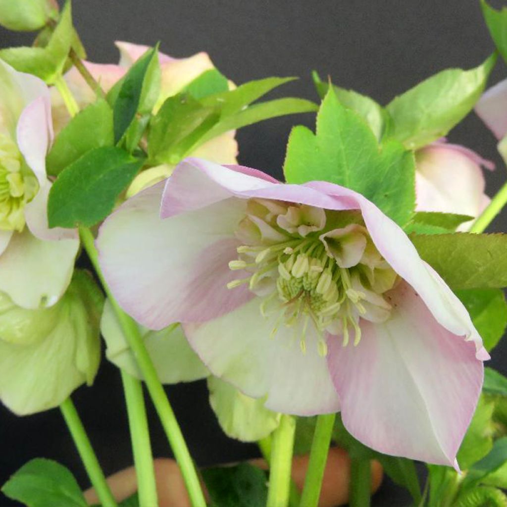 Helleborus  x hybridus Grace Elizabeth