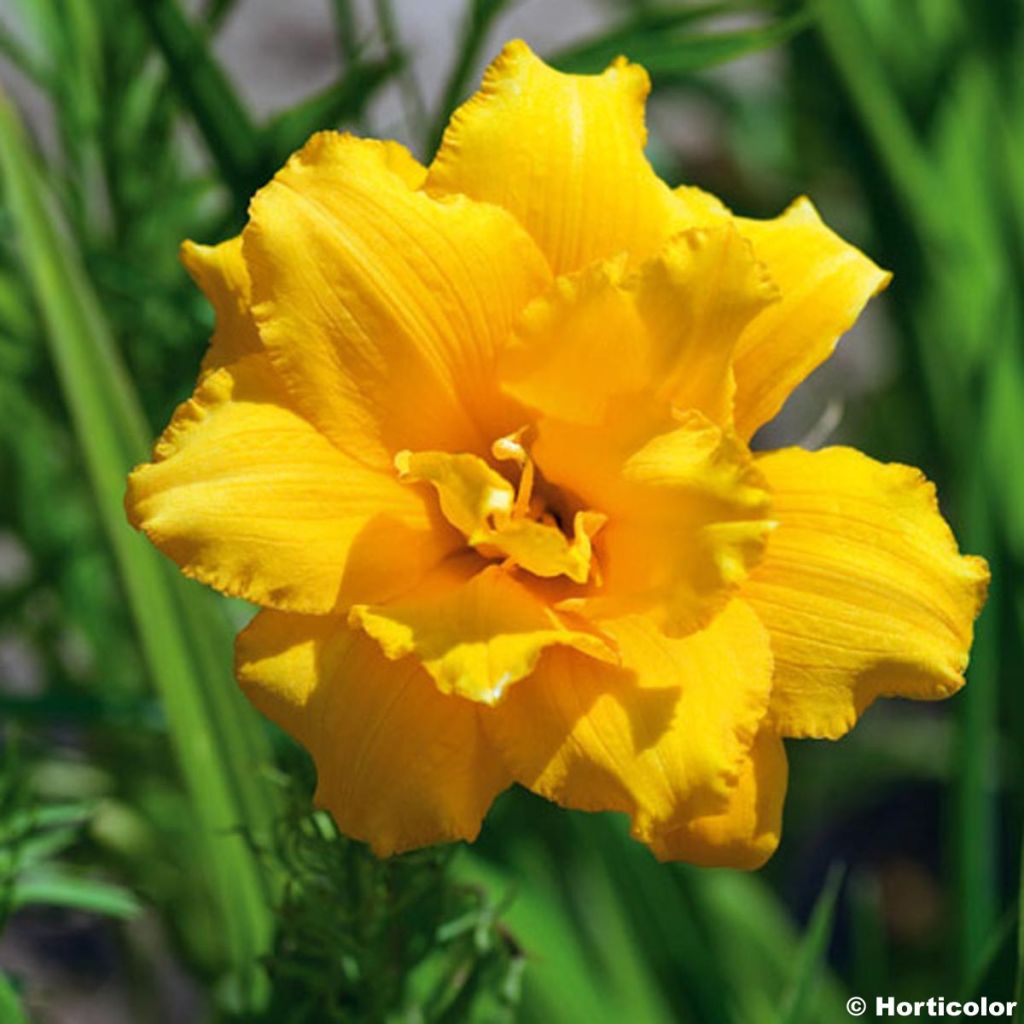 Hemerocallis Condilla - Daylily