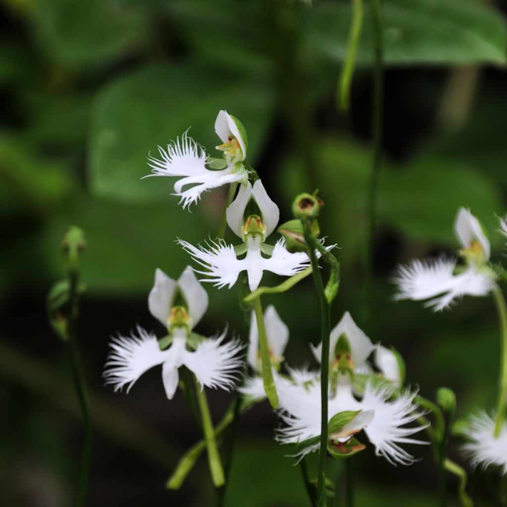 Habenaria radiata