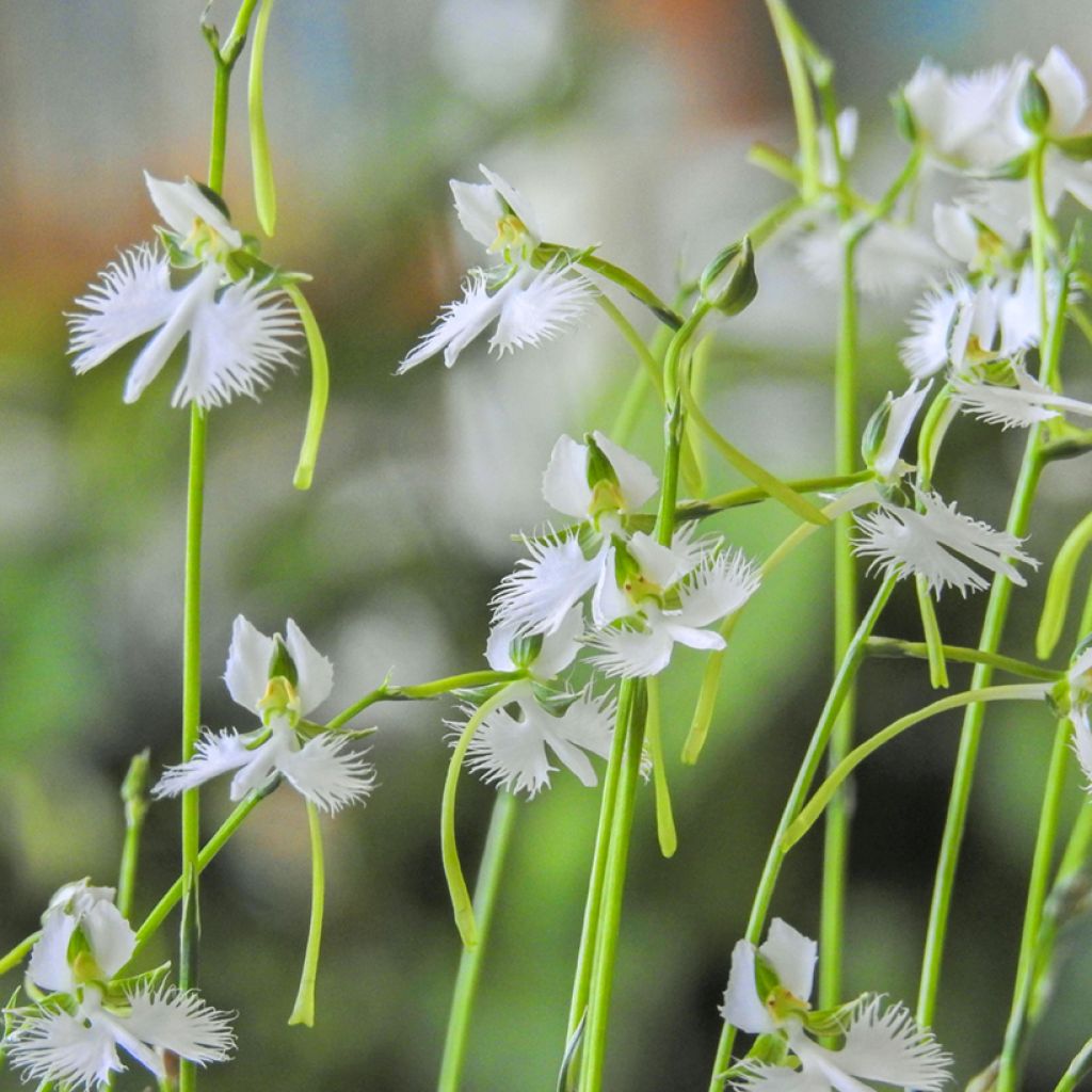 Habenaria radiata