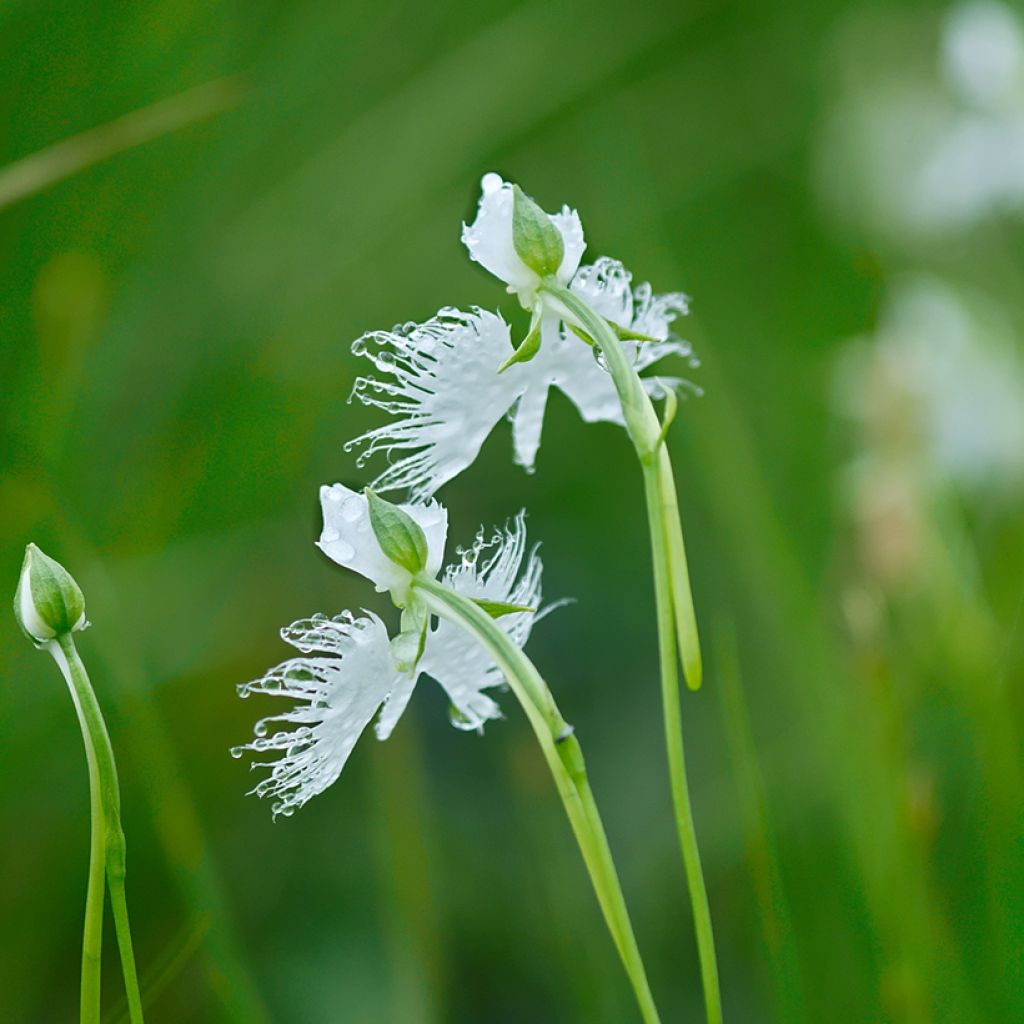 Habenaria radiata