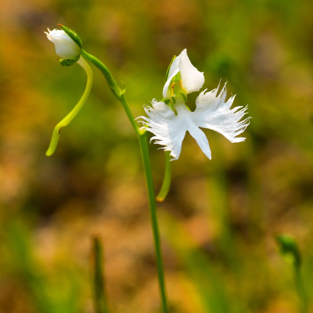 Habenaria radiata