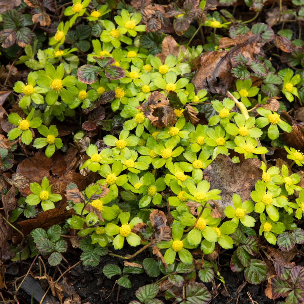 Hacquetia epipactis