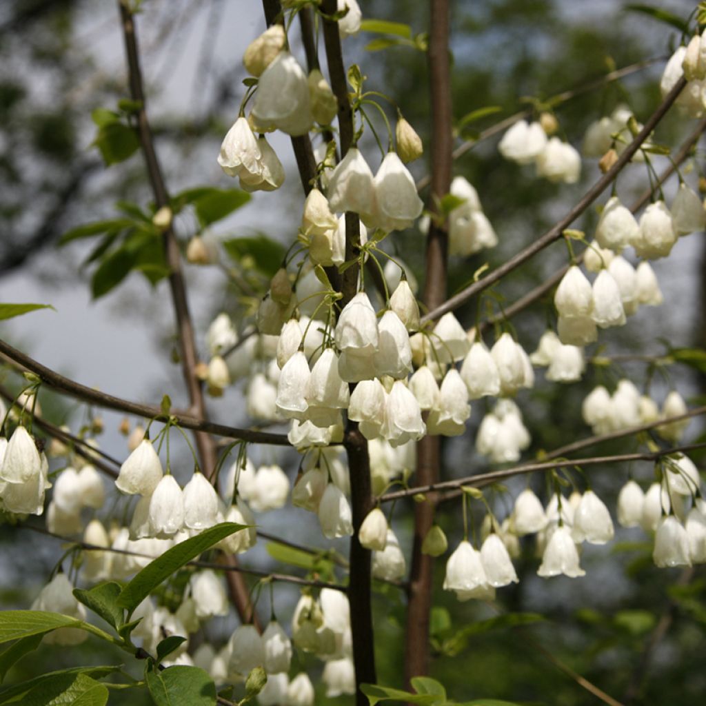 Halesia carolina var. monticola  