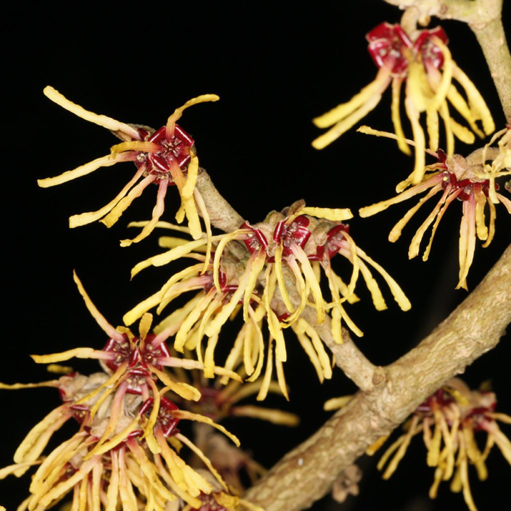 Hamamelis x intermedia Cyrille - Witch Hazel