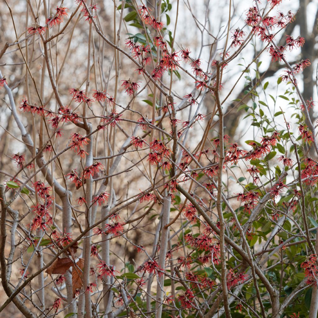 Hamamelis intermedia Diane - Witch Hazel