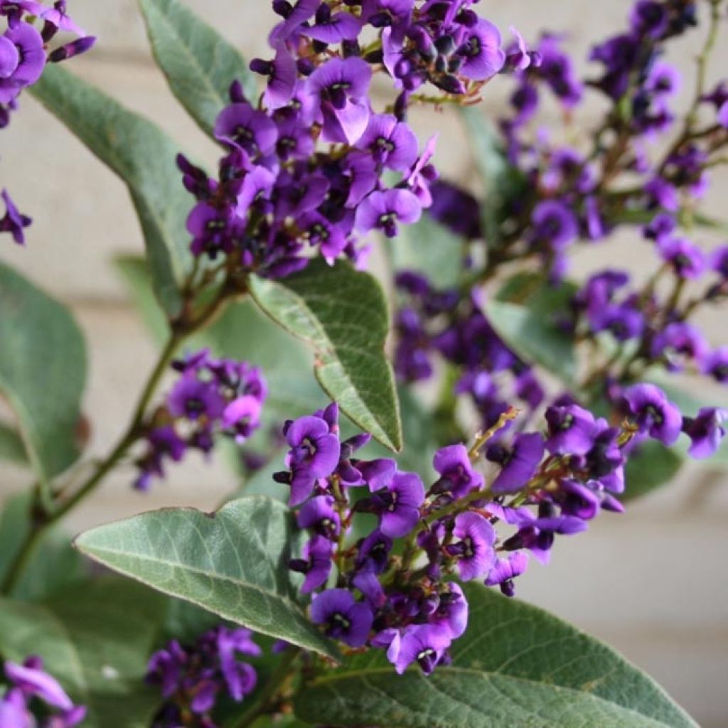 Hardenbergia violacea Regent - Vine Lilac