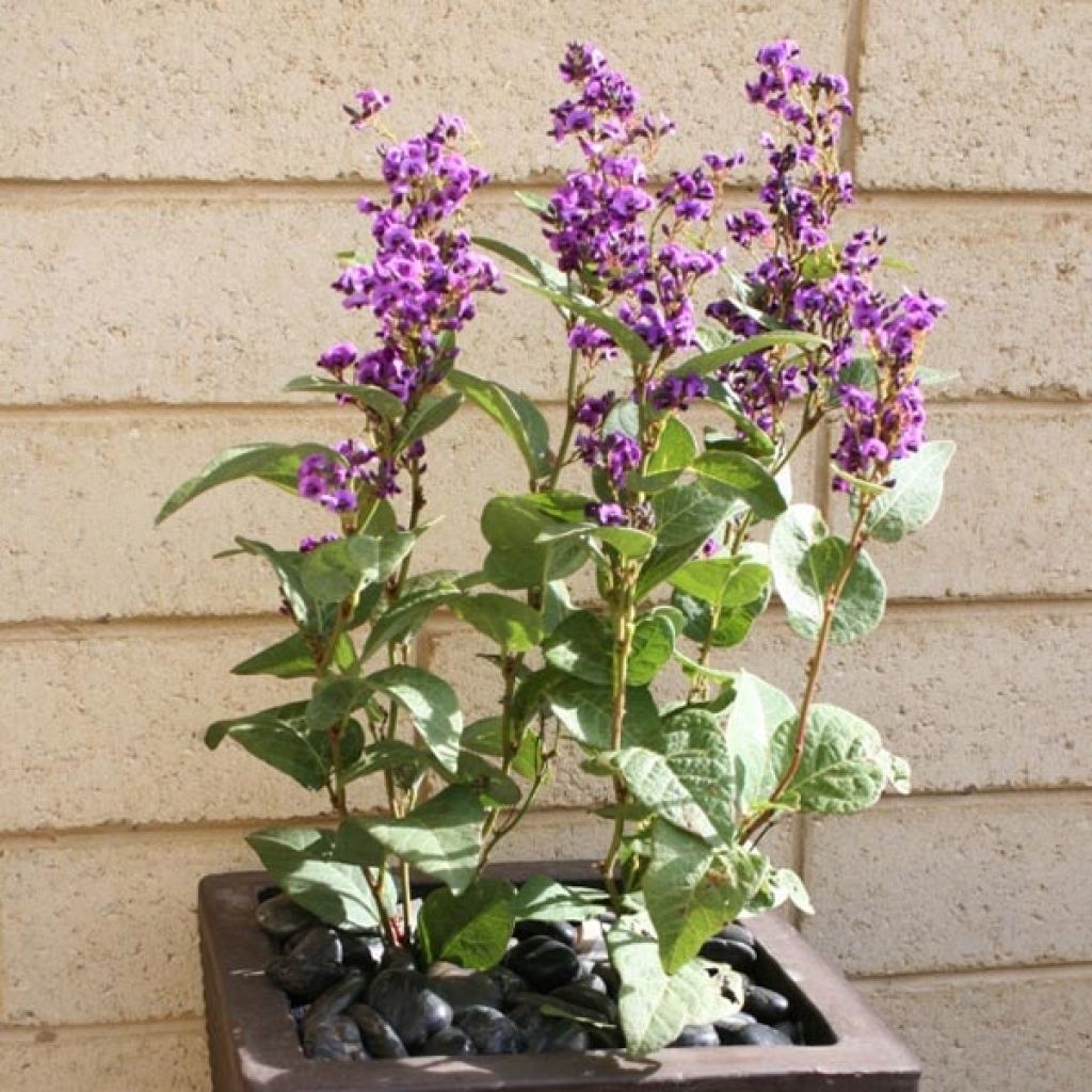 Hardenbergia violacea Regent - Vine Lilac