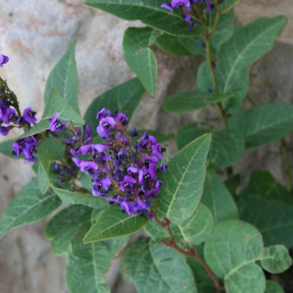 Hardenbergia violacea Regent - Vine Lilac