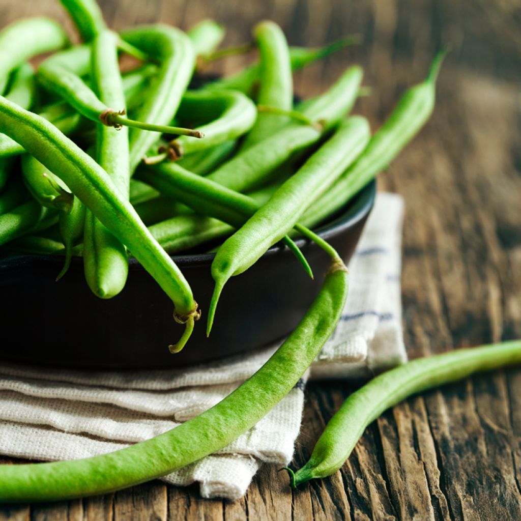 Vanilla Dwarf Green Bean - Vilmorin seeds